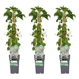 3x - Hortengea pétiolaris - ↨65 cm - Ø15