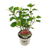 Plante hortensia arborescent rose Ø19 cm