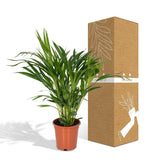 Dypsis Lutescens - Palmier Areca - Ø17cm - ↕60cm