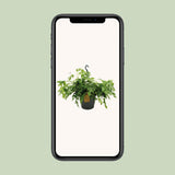 Plante Monstera Minima Ø27 cm Hauteur 50 cm