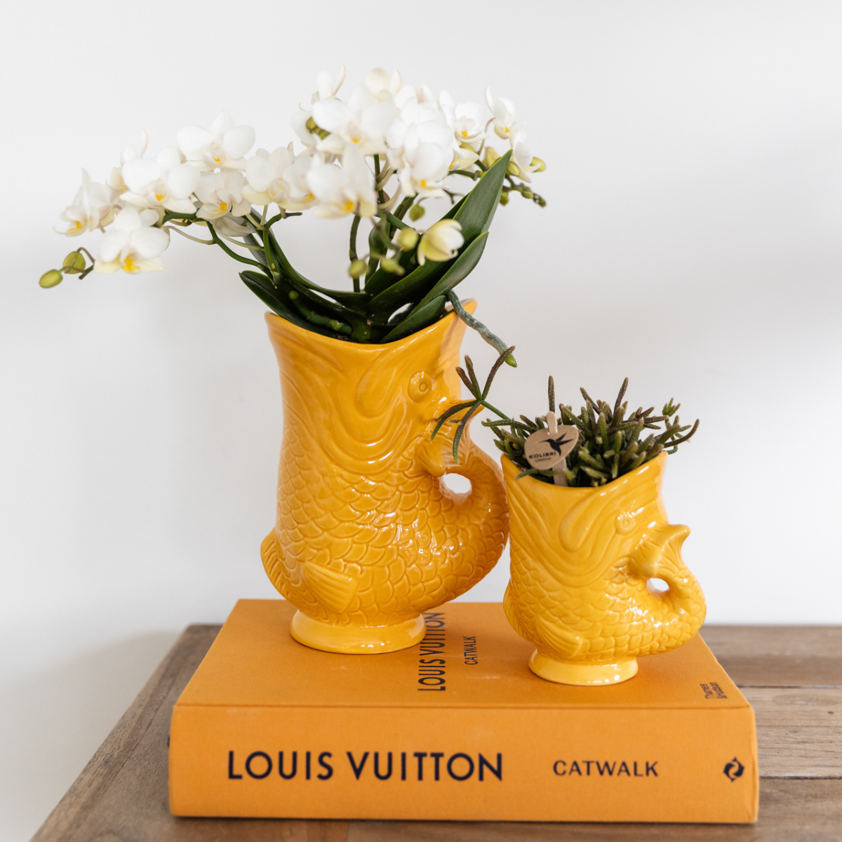 Ensemble orchidées blanches et succulentes en pots poisson orange Ø9 cm et Ø6 cm