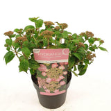 Hortengea serr. 'Rose jupon' - Ø19cm - ↕25cm