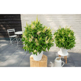 Buddleja 'Butterfly Candy' Ø19 cm