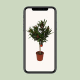 Nerium Oleander - Ø20cm - ↕110cm
