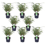 8x coloredia rufa - ↨40cm - Ø14