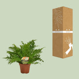 Blechnum Silver Lady - Ø17 cm - 50 cm
