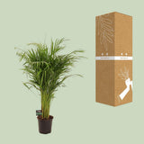 Plante naturelle Dypsis lutescens en pot Ø21 cm