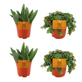 2x Aloe Paradisicum + 2x Sedum Tornado - 4 pièces - Ø10,5cm - ↕10cm