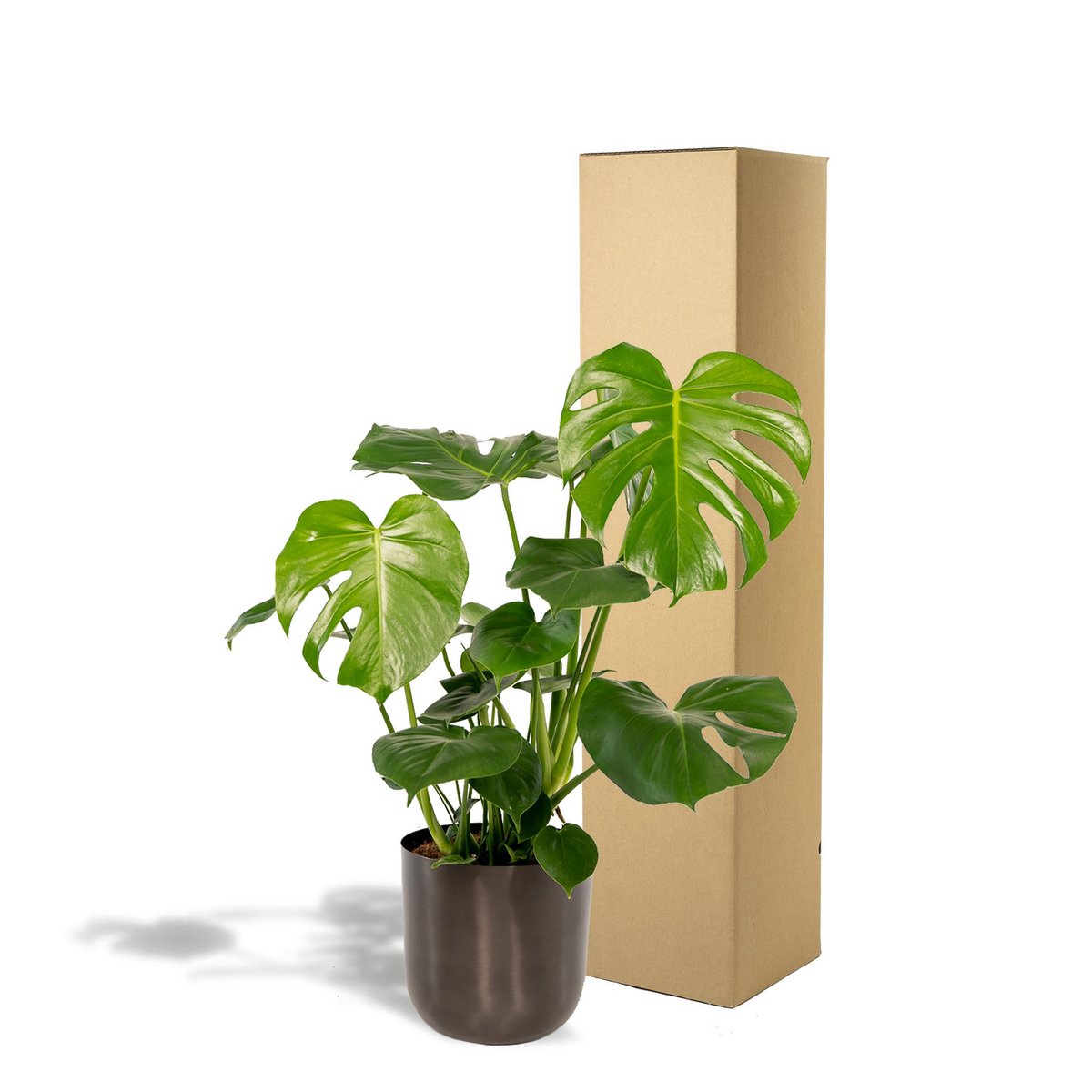 Emballage soigné de la Monstera Deliciosa