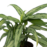 Aglaonema Cutlass - Ø12cm -↕30cm