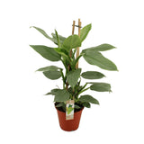 Plante artificielle philodendron gris en pot Ø19 cm hauteur 75 cm