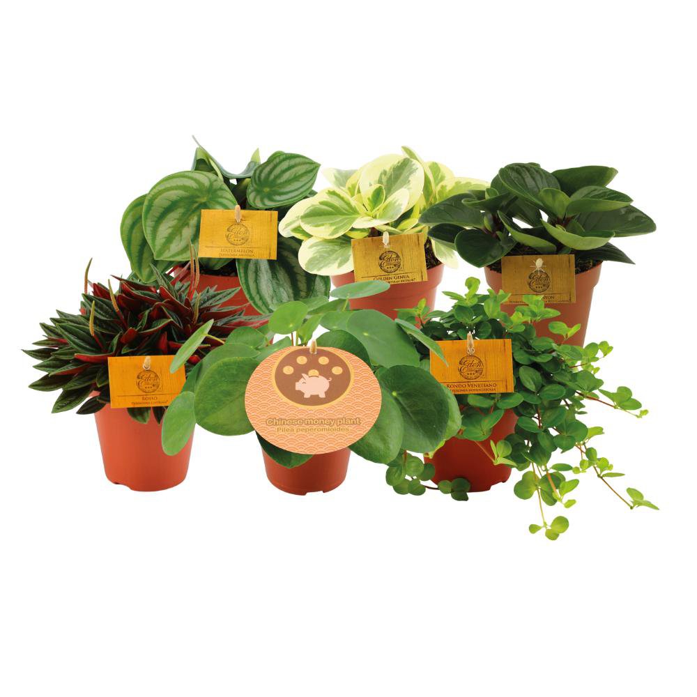 Peperomia - Ensemble de 6 pièces avec feuilles vertes luxuriantes