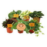 Peperomia - Ensemble de 6 pièces avec feuilles vertes luxuriantes