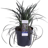 Blackison de la plante Ophiopogon - Ø14cm - ↕30cm