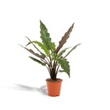 Alocasia Lauterbachiana - Ø19cm - ↕80cm