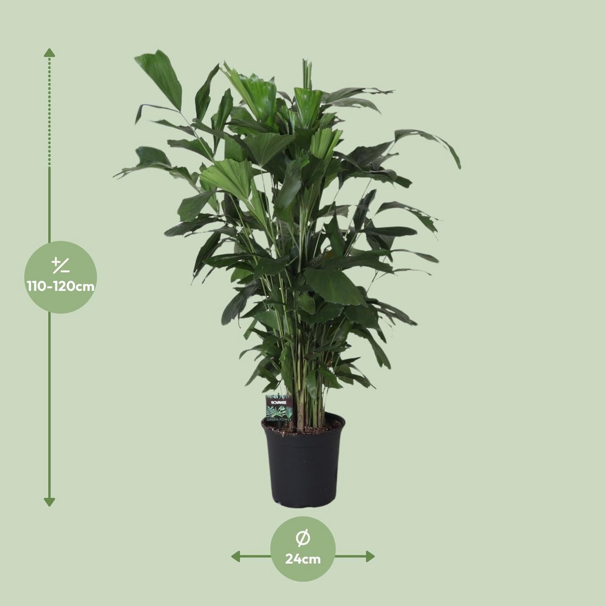 Caryota doux - Ø24cm - ↕120cm