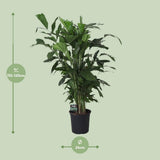 Caryota doux - Ø24cm - ↕120cm