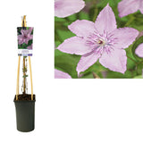 Clematis 'Hagley Hybrid' + Light Label - Ø17cm - ↕75cm