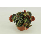 Begonia Cleopatra - Ø10,5cm - ↕15cm