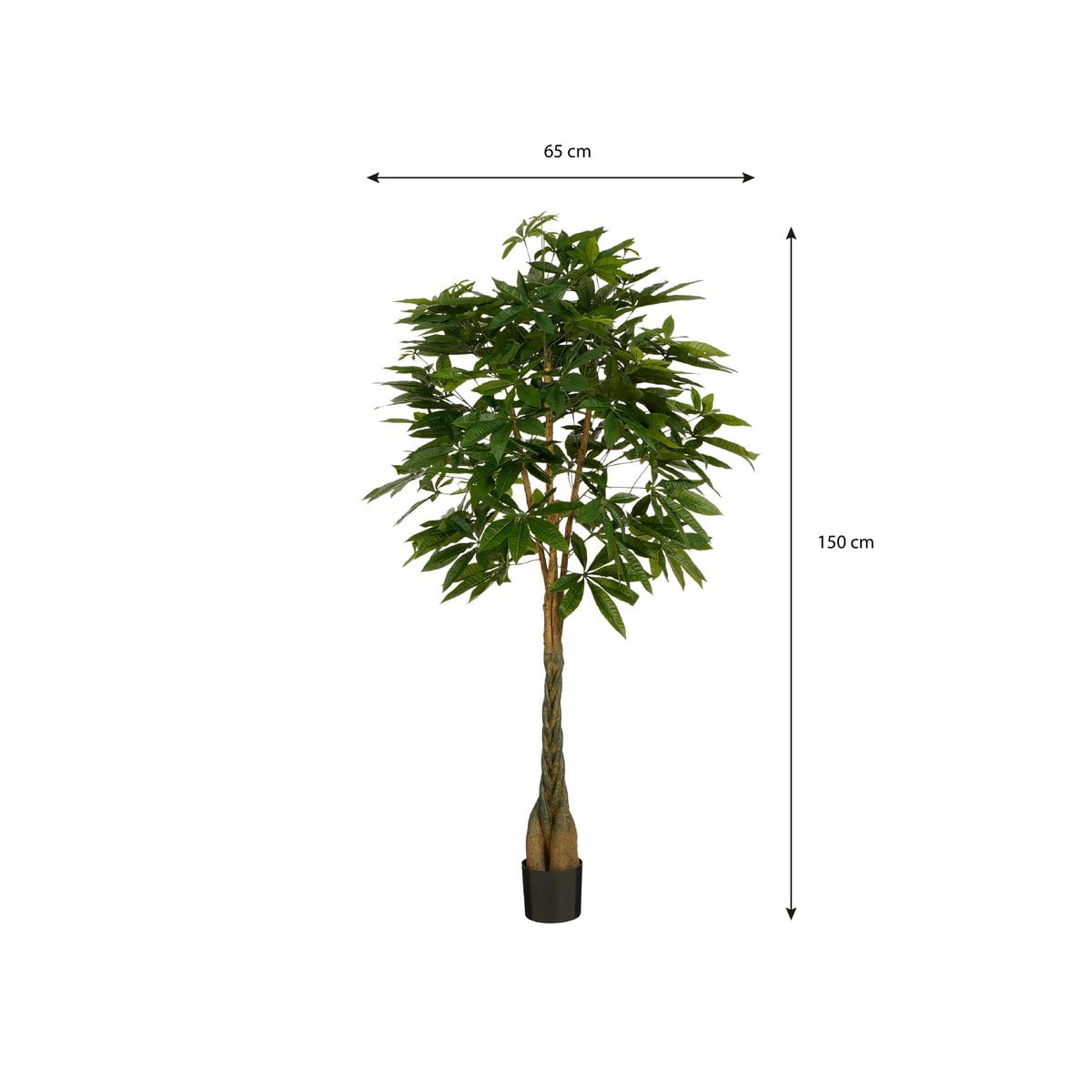 Tronc tressé en bois véritable de la plante Pachira