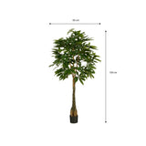 Tronc tressé en bois véritable de la plante Pachira