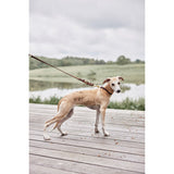 Collier pour chien Robin - Petit