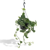 Scindapsus Pictus Trebie - Epipremnum - Ø15cm - ↕25cm