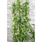 Trachelospermum jasmin étoilé blanc