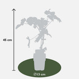Vitis Vinifera 'Johannes' - Witte Druif - Ø13cm - ↕45cm