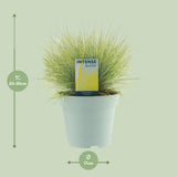 Festuca Glauca Amigold - Ø17cm - ↕30cm