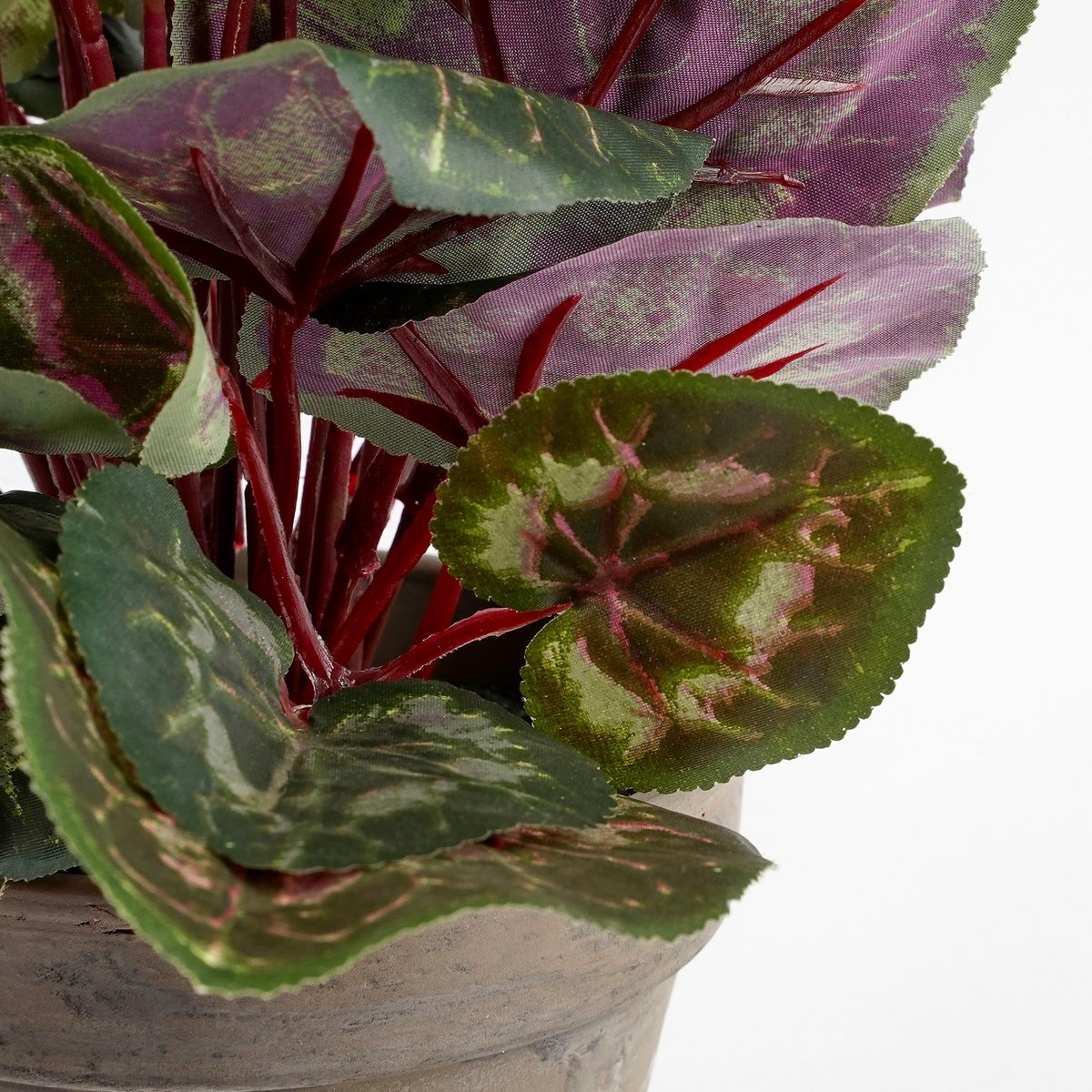 Cyclamen Blanc sur une table, ajoutant une touche élégante à la décoration