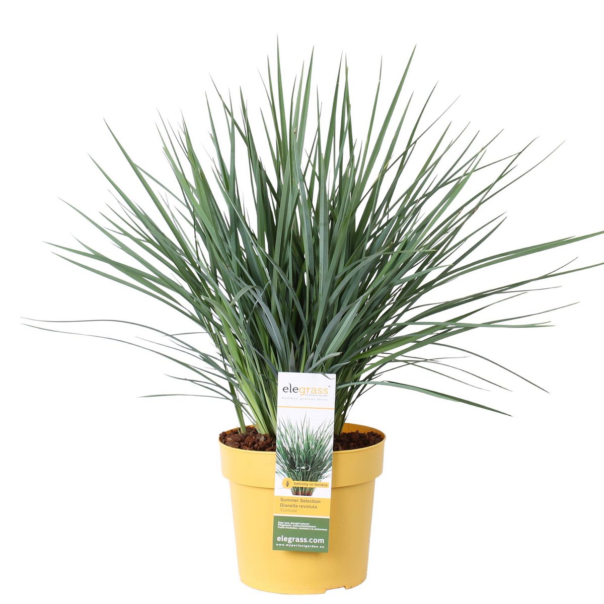 Dianella Revoluta 'Coolvista' - vue d'ensemble avec feuillage vert