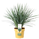Dianella Revoluta 'Coolvista' - vue d'ensemble avec feuillage vert