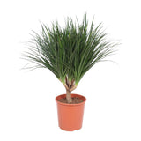 Dracaena Draco - Ø30cm - ↕110cm