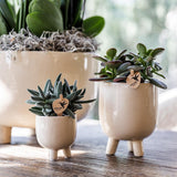 Orchidées de Colibl | Orchidée rouge phalaenopsis - Congo + trattine de pot gommeux - Mesure en pot Ø9cm | plante de chambre fleurie en pot à fleurs - frais du producteur