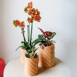 Maison Colibri | Pot décoratif de bonbons | Haut - Pêche - Ø6cm