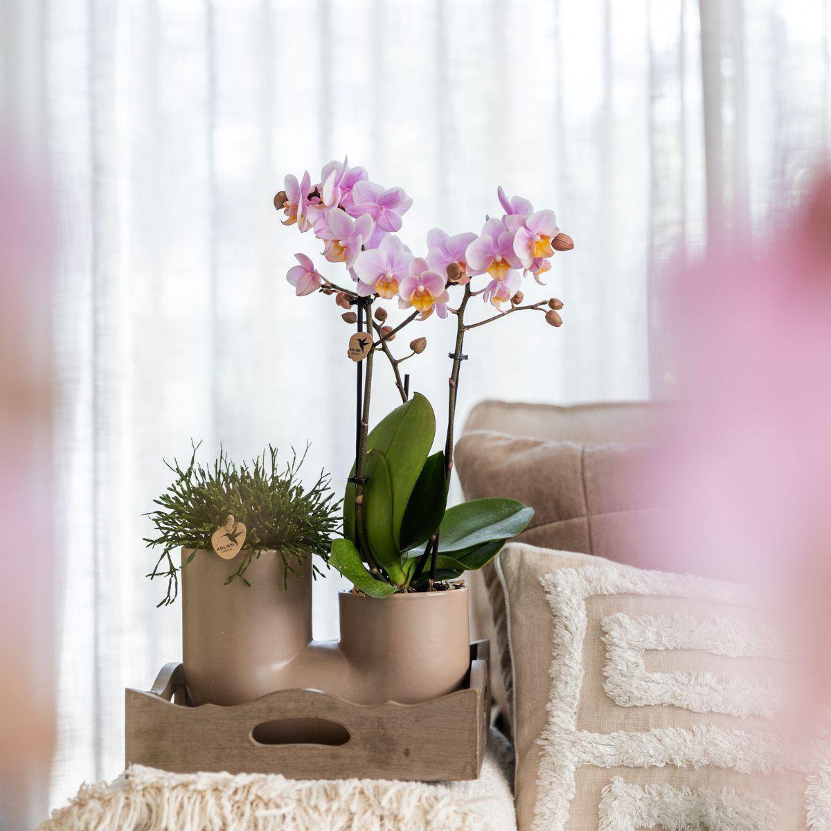 Pot de fleur duo orchidée blanche et succulente 35 cm