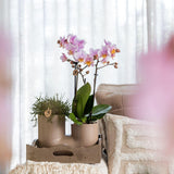 Pot de fleur duo orchidée blanche et succulente 35 cm