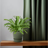 Begonia Nest Crissie - Ø1117cm - ↕40cm