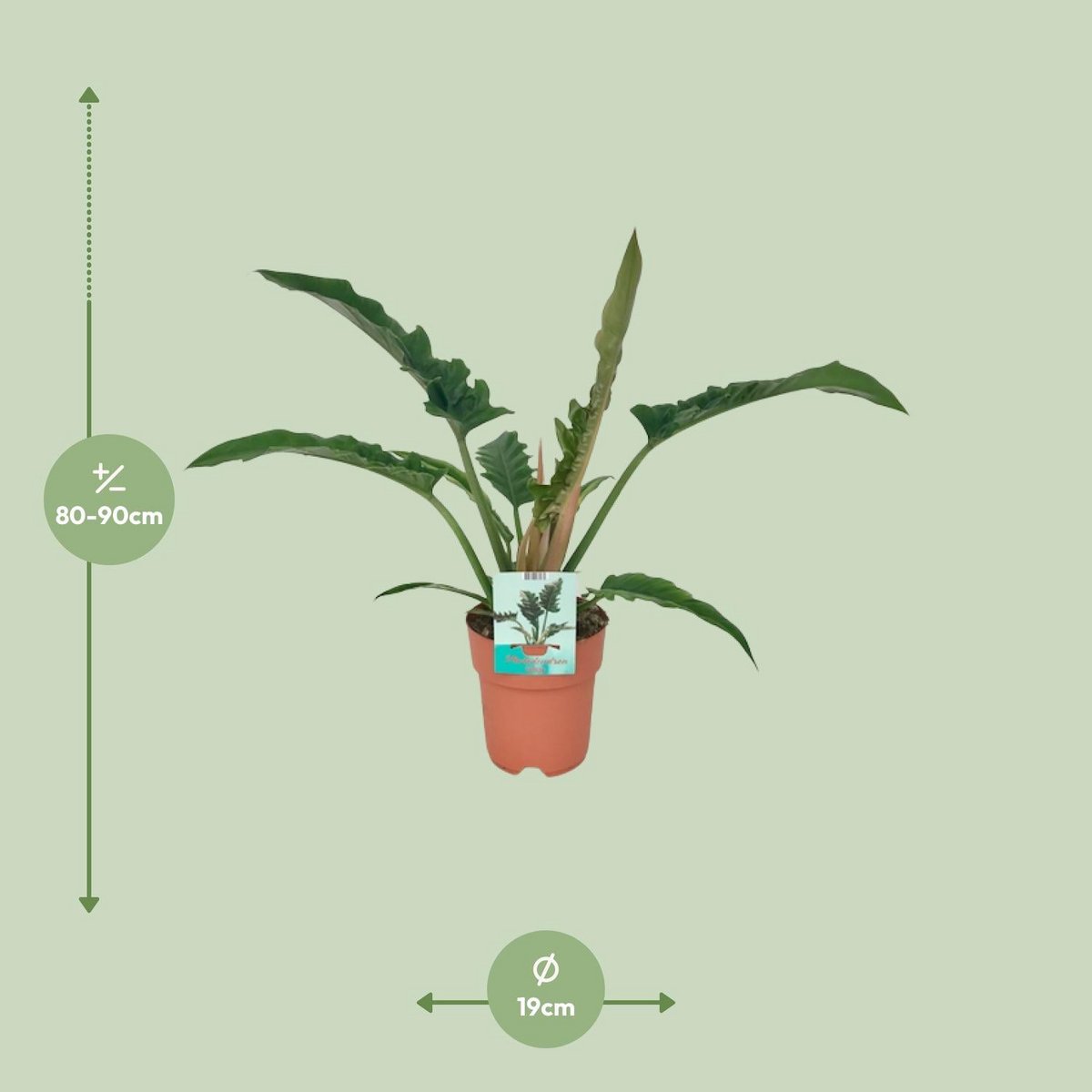 Philodendron étroit - Ø19cm - ↕90cm
