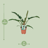 Philodendron étroit - Ø19cm - ↕90cm