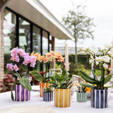 Maison Colibri | Rayure peinte - Lilas - Ø9cm