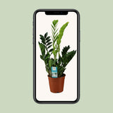 Zamioculcas zamiifolia - Ø17cm - ↕65cm