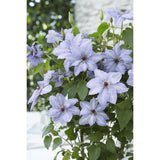 Clematis Tranquilite - Clematis Evison Bleu clair - Ø15cm - ↕65cm