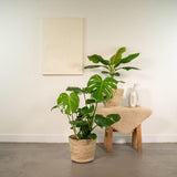 Lot de 2 plantes Monstera Deliciosa et Musa nain Cavendish