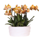 Lot de 3 orchidées orange doré avec pot Como et réservoir d'eau