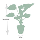 Alocasia Cucullata - Oreille d'éléphant - Ø19cm -↕ 55cm