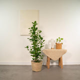 Ficus Microcarpa Moclams 95 cm