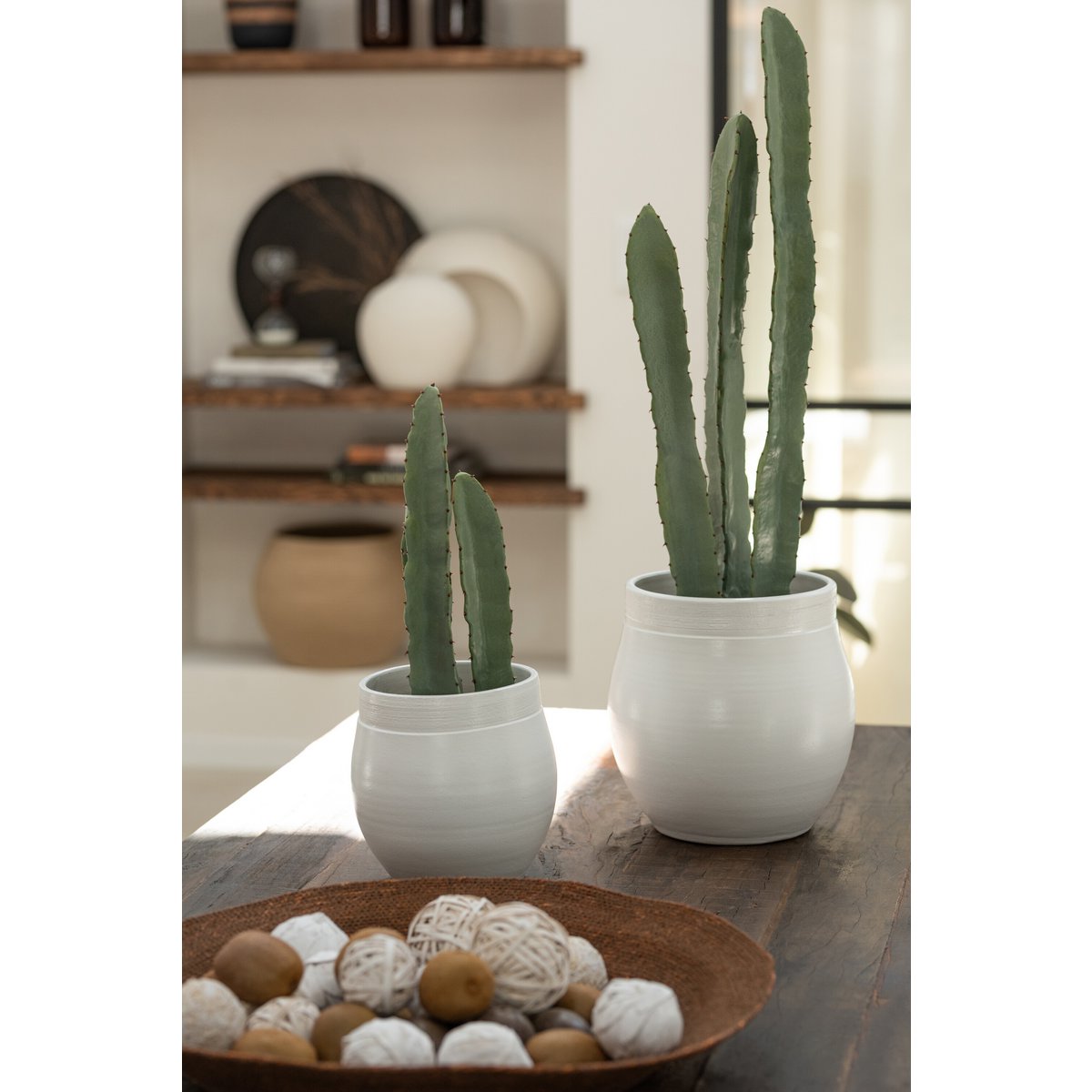 Cactus J-Line en pot vert, vue de face avec détails des épines