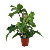 Philodendron squamiferum - Ø19cm - ↕75cm